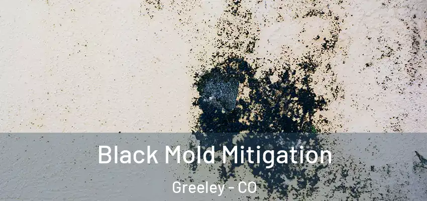 Black Mold Mitigation Greeley - CO