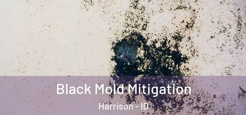Black Mold Mitigation Harrison - ID