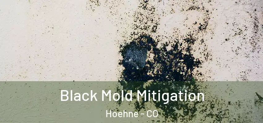  Black Mold Mitigation Hoehne - CO