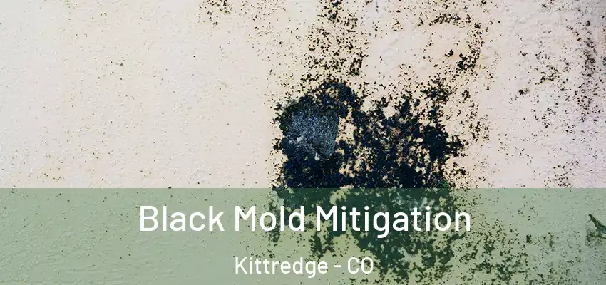  Black Mold Mitigation Kittredge - CO