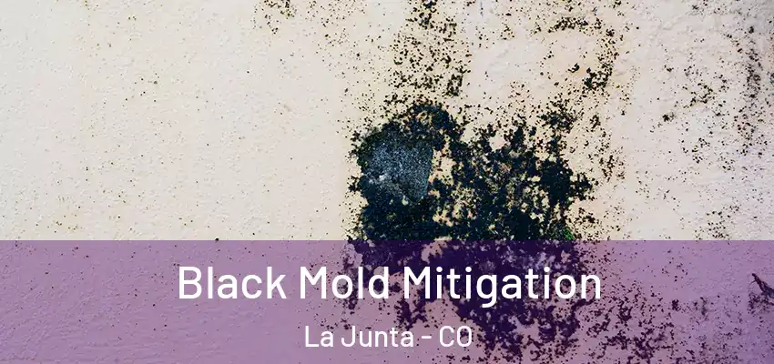  Black Mold Mitigation La Junta - CO