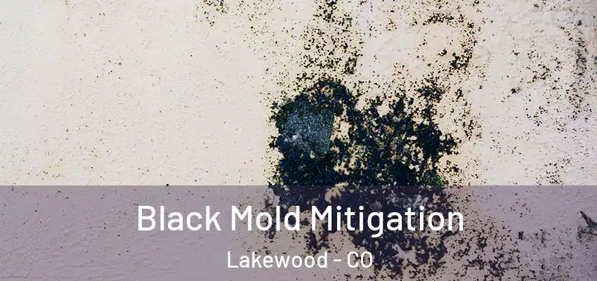 Black Mold Mitigation Lakewood - CO