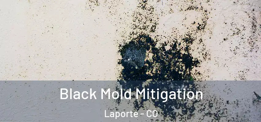 Black Mold Mitigation Laporte - CO