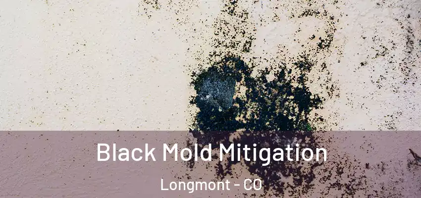  Black Mold Mitigation Longmont - CO