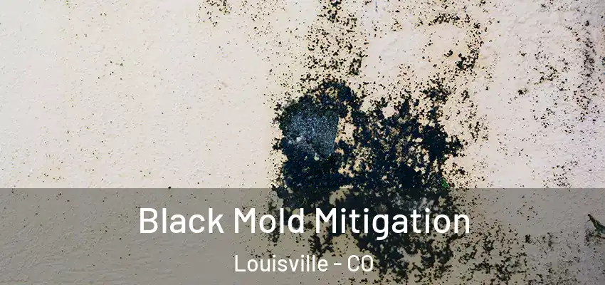 Black Mold Mitigation Louisville - CO