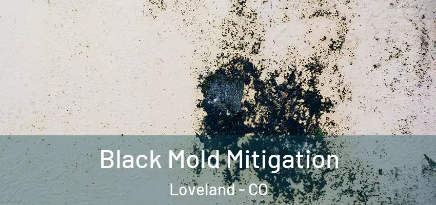 Black Mold Mitigation Loveland - CO