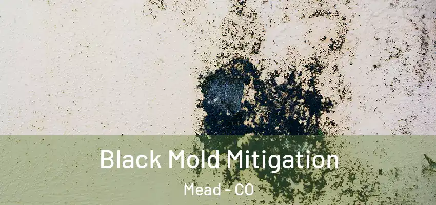  Black Mold Mitigation Mead - CO