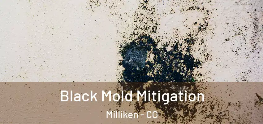  Black Mold Mitigation Milliken - CO