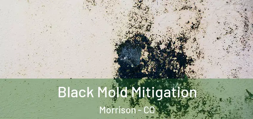 Black Mold Mitigation Morrison - CO