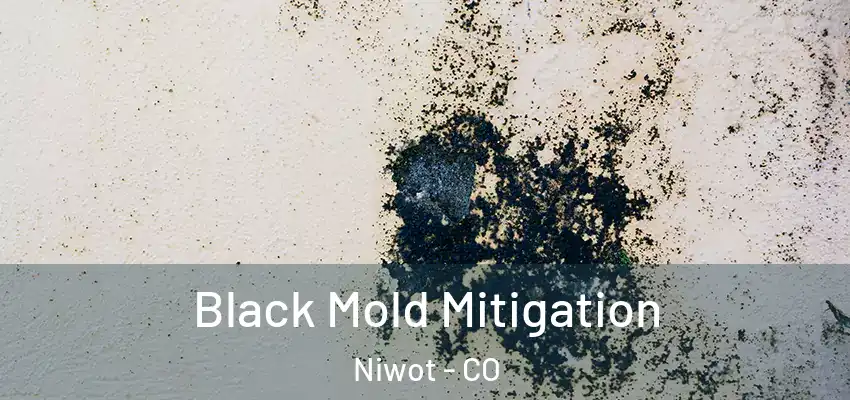 Black Mold Mitigation Niwot - CO