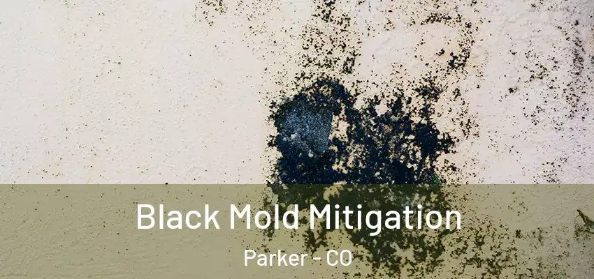  Black Mold Mitigation Parker - CO