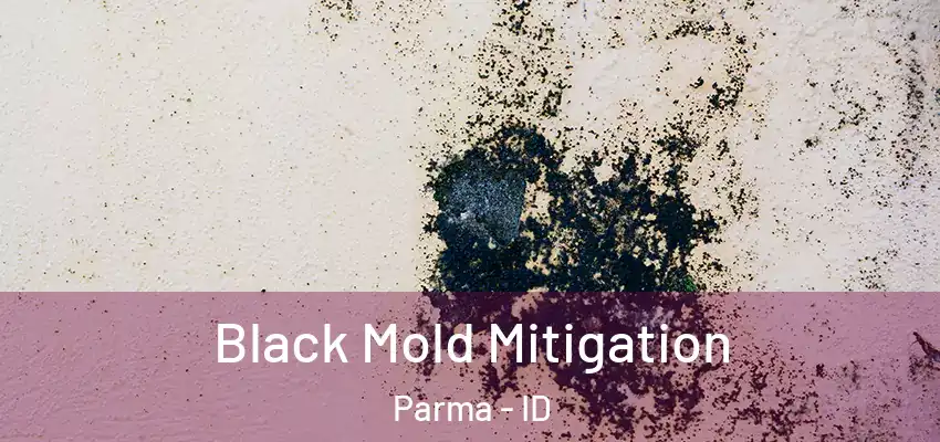  Black Mold Mitigation Parma - ID