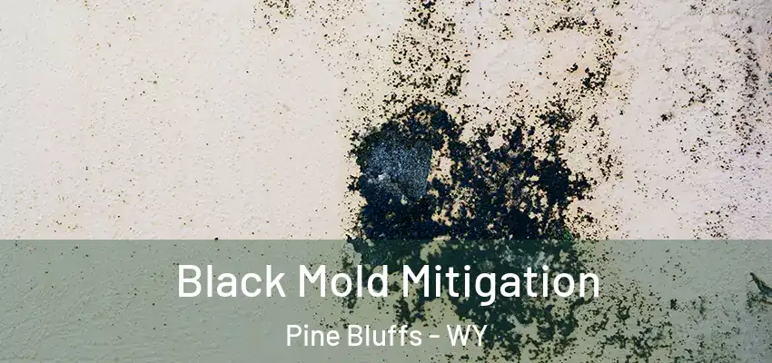  Black Mold Mitigation Pine Bluffs - WY