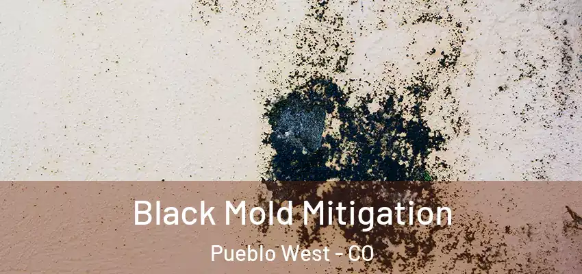  Black Mold Mitigation Pueblo West - CO