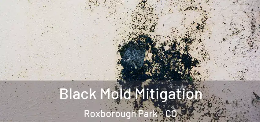  Black Mold Mitigation Roxborough Park - CO