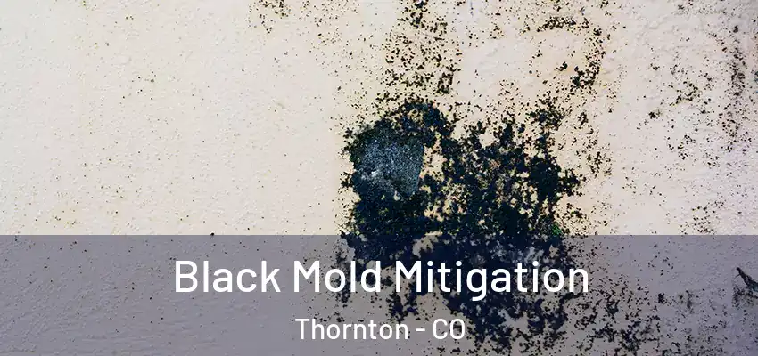  Black Mold Mitigation Thornton - CO