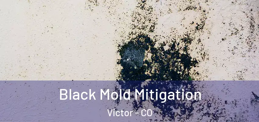  Black Mold Mitigation Victor - CO