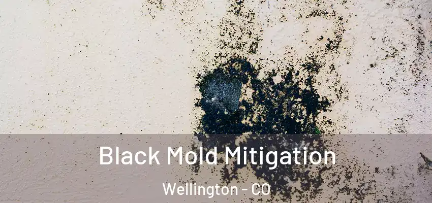 Black Mold Mitigation Wellington - CO