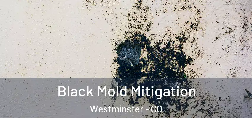 Black Mold Mitigation Westminster - CO