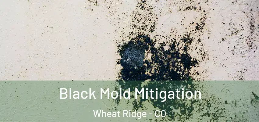 Black Mold Mitigation Wheat Ridge - CO