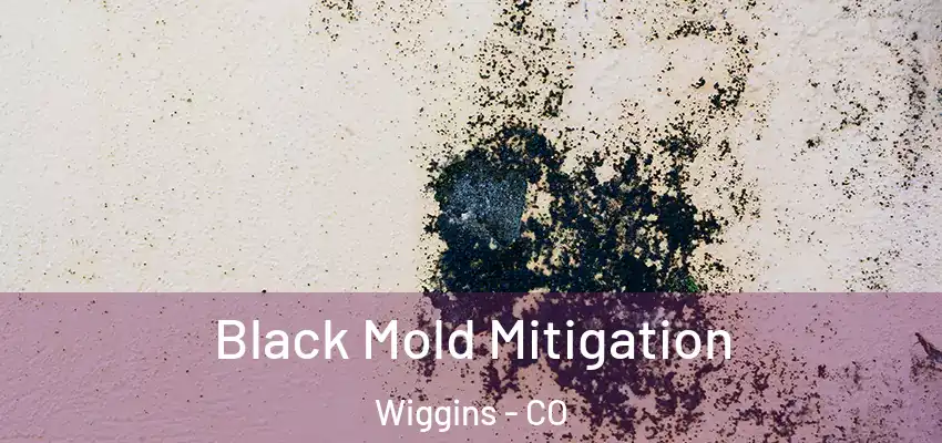Black Mold Mitigation Wiggins - CO