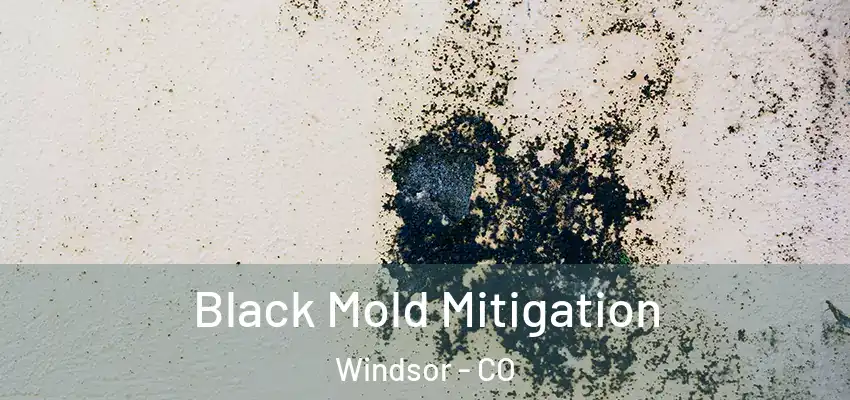 Black Mold Mitigation Windsor - CO
