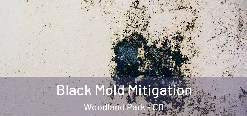  Black Mold Mitigation Woodland Park - CO