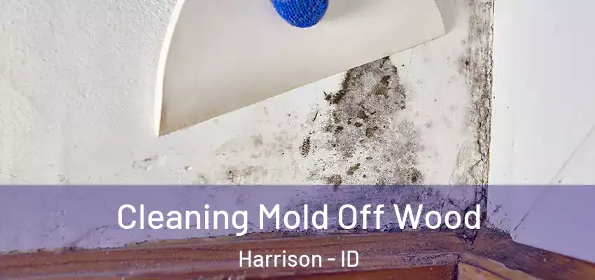  Cleaning Mold Off Wood Harrison - ID