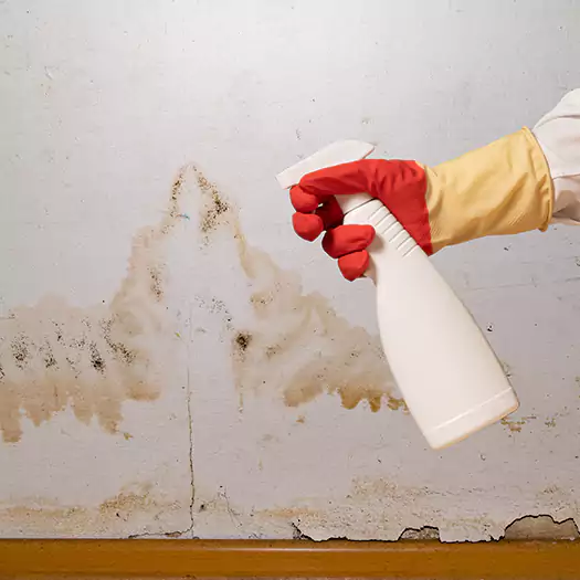 Trusted Black Mold Mitigation Specialists in Lafayette, CO