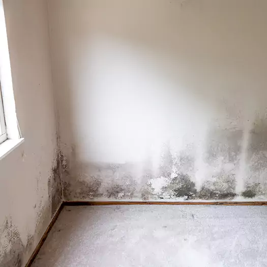 Trusted Mold Cleanup Specialists in Parker, CO