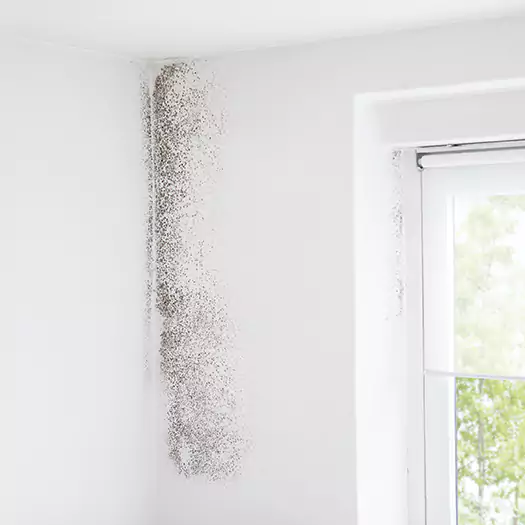 Trusted Mold Eradication Professionals Serving in Boulder, CO