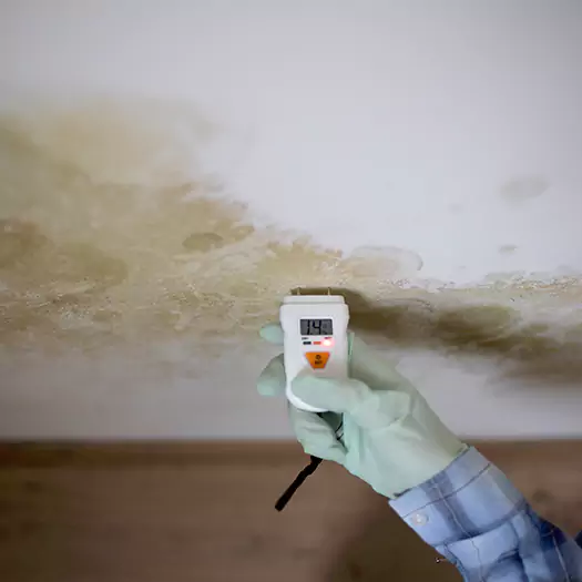 Reliable Mold Inspection Experts in Lafayette, CO