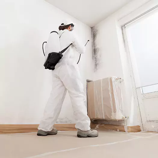 Experienced Mold & Mildew Specialists in Loveland, CO