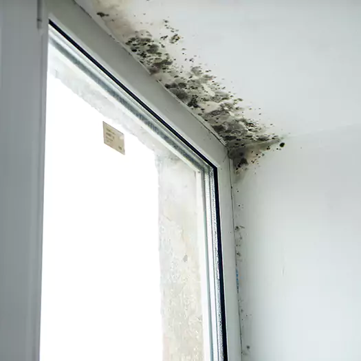 Trusted Mold on Bathroom Ceiling Experts in Lafayette, CO