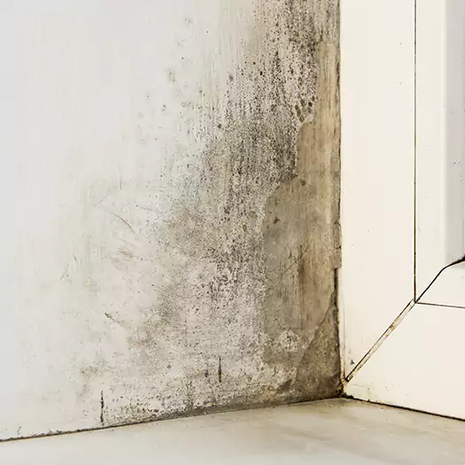 Skilled Mold on Drywall Experts in Lafayette, CO