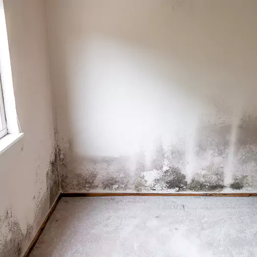 Trusted Mold on the Wall Experts in Loveland, CO