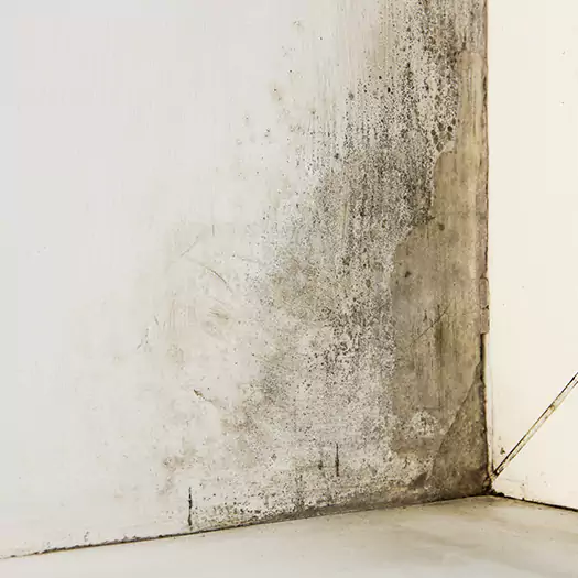 #1 Mold Remediation and Removal Experts in Lafayette, CO