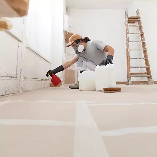 Reliable Mold Stain Remover Specialists in Loveland, CO