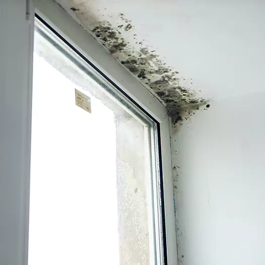 Reliable Mold Treatment Specialists in Lafayette, CO