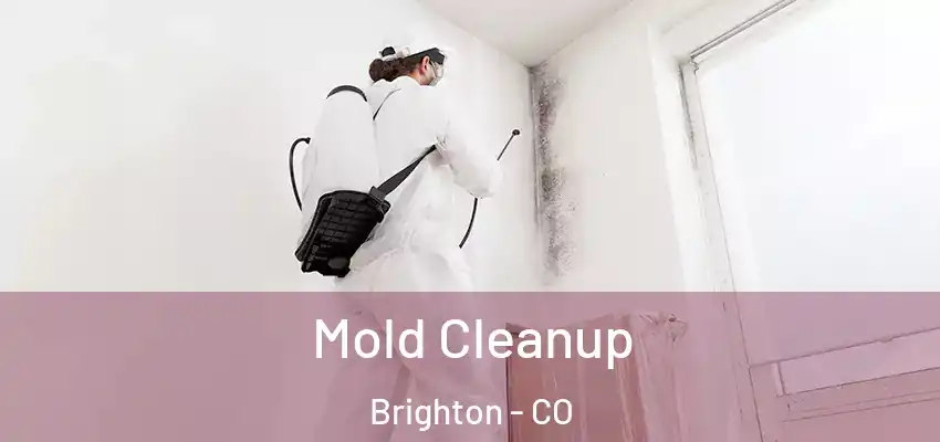  Mold Cleanup Brighton - CO