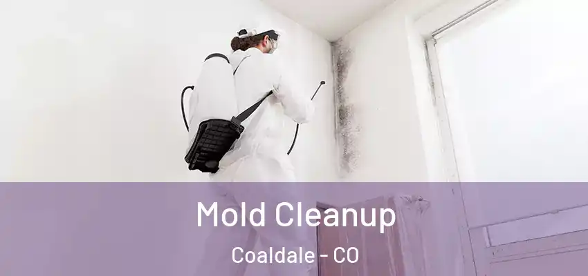  Mold Cleanup Coaldale - CO