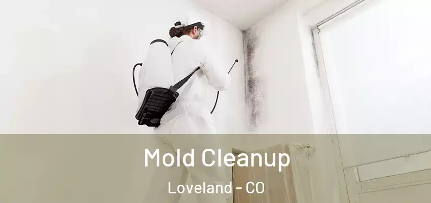  Mold Cleanup Loveland - CO