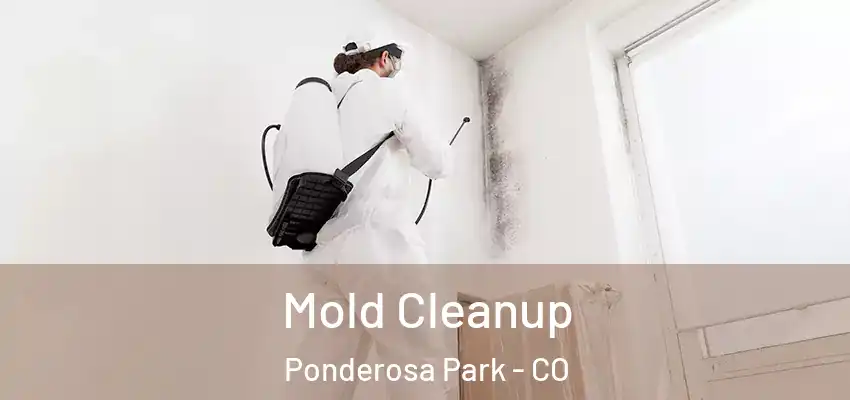  Mold Cleanup Ponderosa Park - CO
