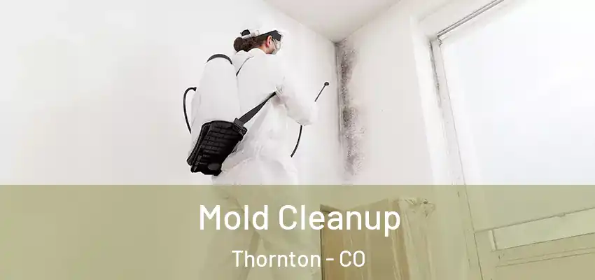  Mold Cleanup Thornton - CO