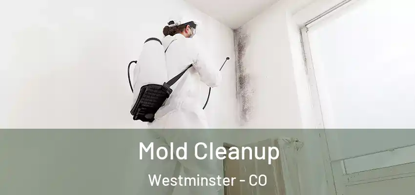  Mold Cleanup Westminster - CO