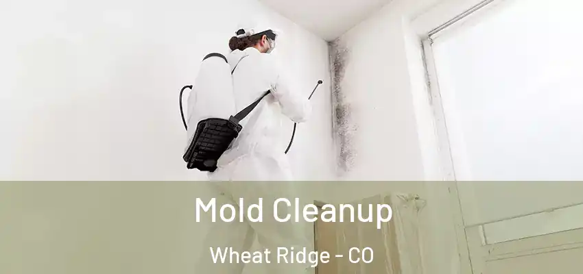  Mold Cleanup Wheat Ridge - CO