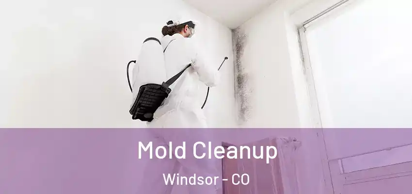 Mold Cleanup Windsor - CO