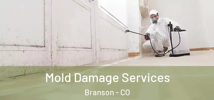  Mold Damage Services Branson - CO