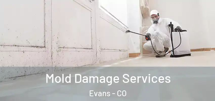  Mold Damage Services Evans - CO