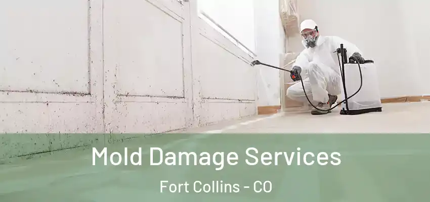  Mold Damage Services Fort Collins - CO